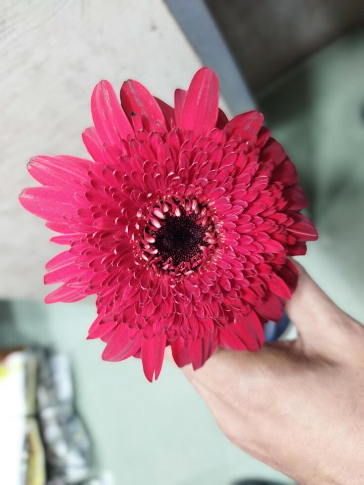 a person holding a red flower in their hand photo