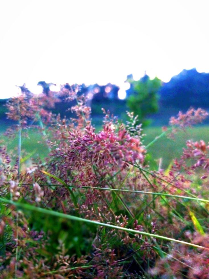 A thorny grass plant. So their height cannot be measured accurately. Because when the stalk comes out of the trunk, it lies on the ground. Roots grow from each node of the branch photo