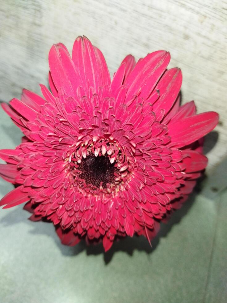 un persona participación un rojo flor en su mano foto