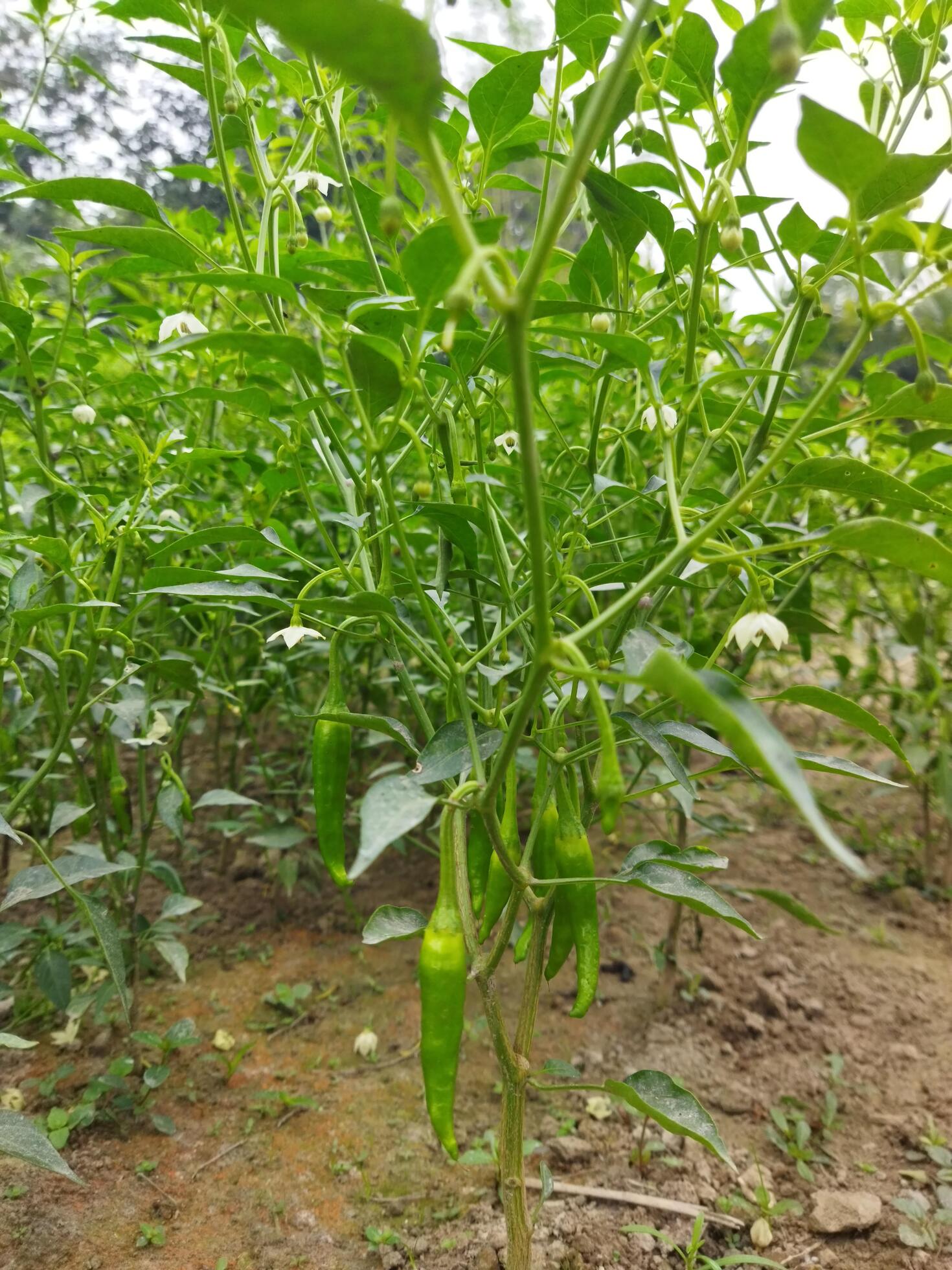 algunos increíble salud beneficios de verde chiles nosotros por lo