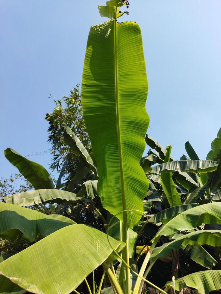 a banana plant with large leaves and a blue sky photo