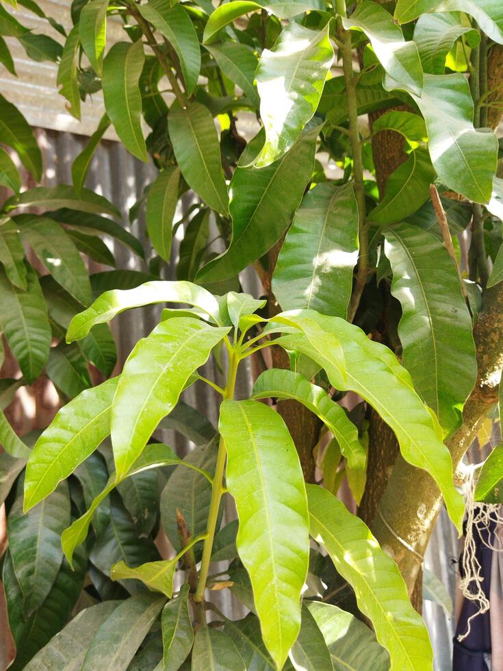 un verde planta con hojas creciente en eso foto