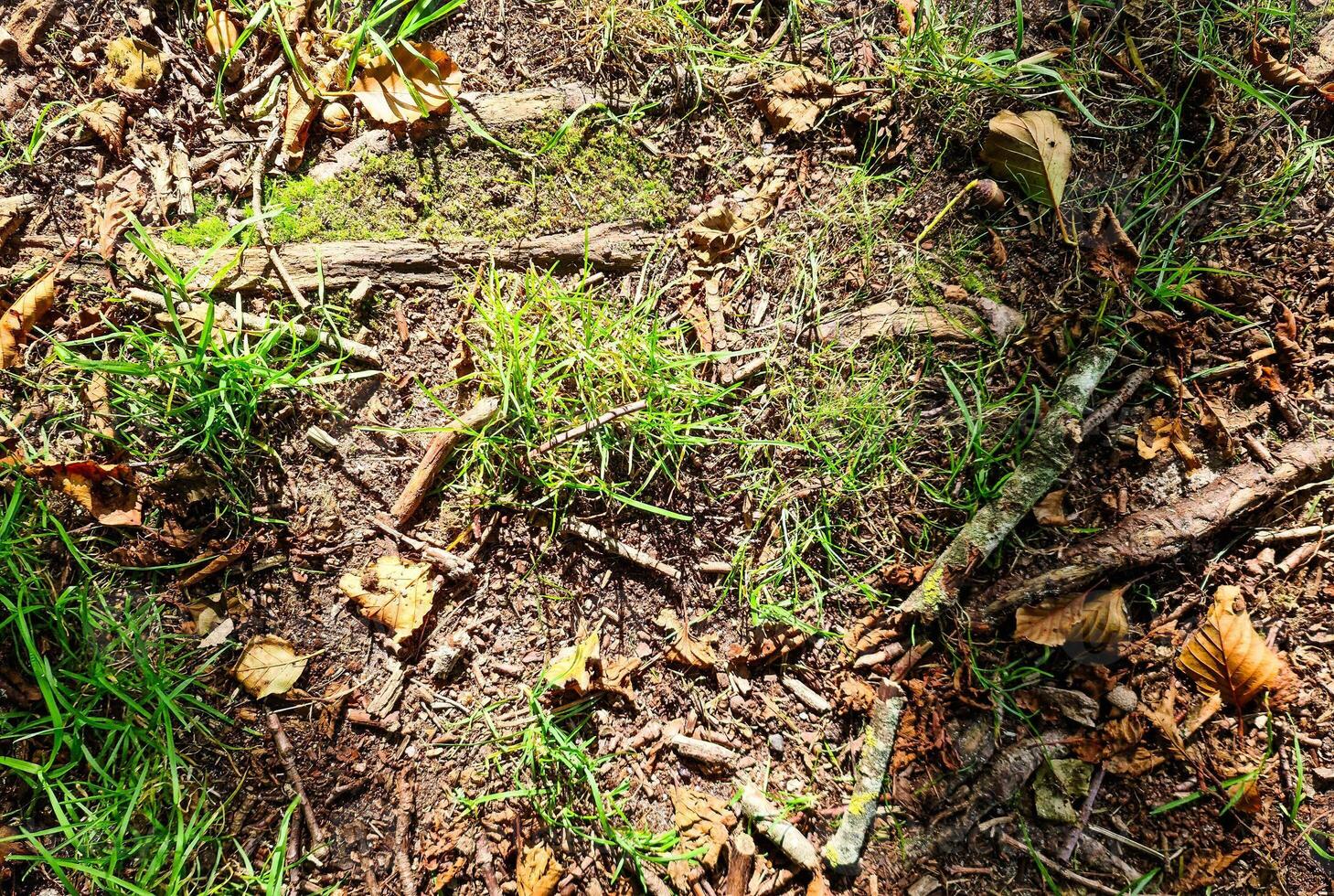 View on a forest ground texture with moss and branches found in a european forest. photo