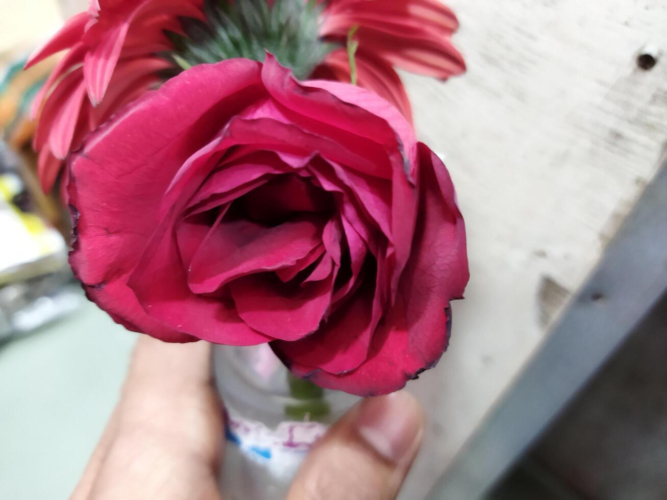 a person holding a red flower in their hand photo