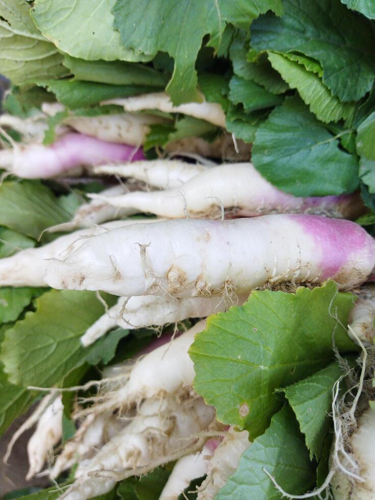 un manojo de rábanos en un cesta foto