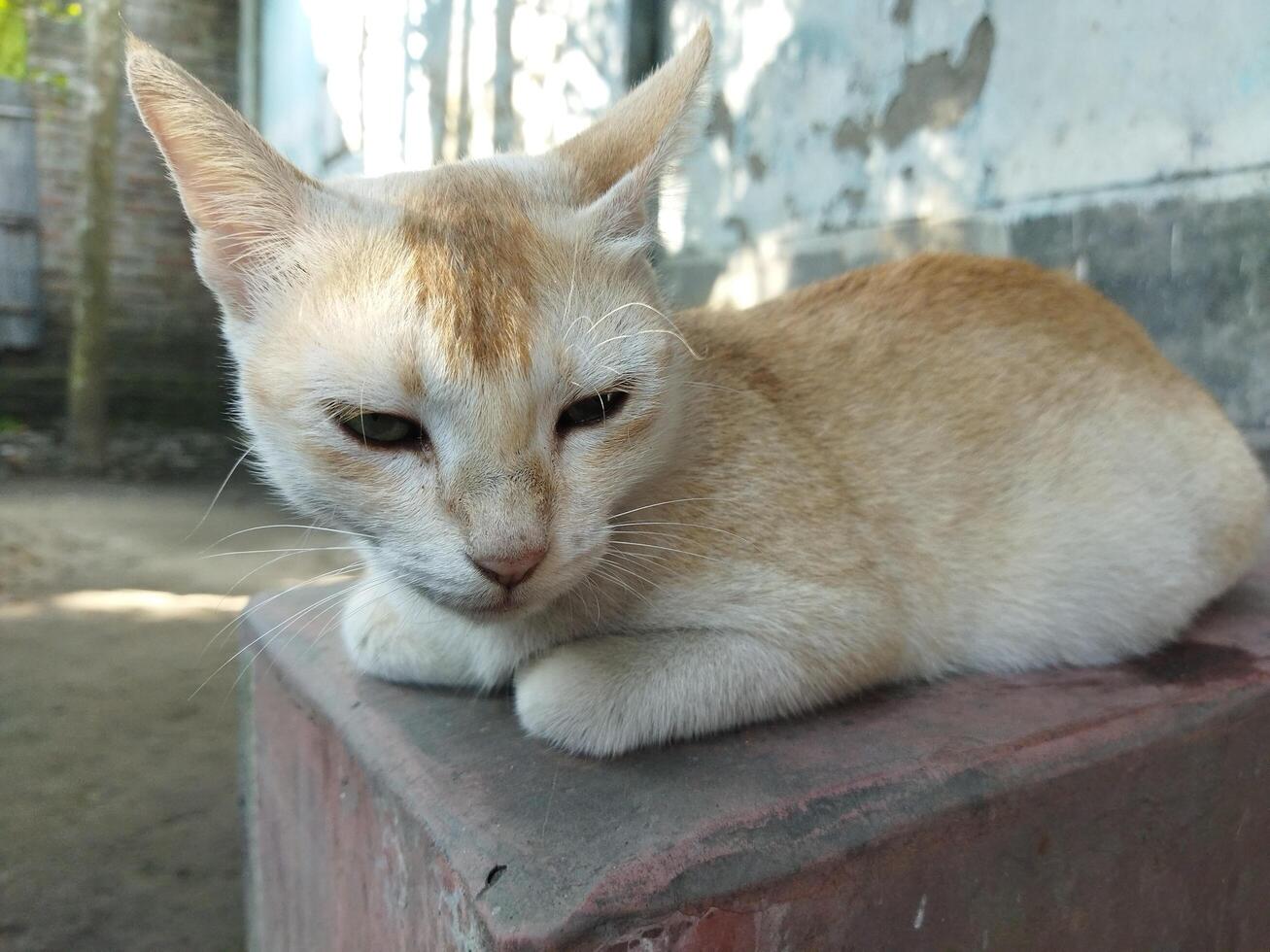 a cat is sitting on a cement block photo