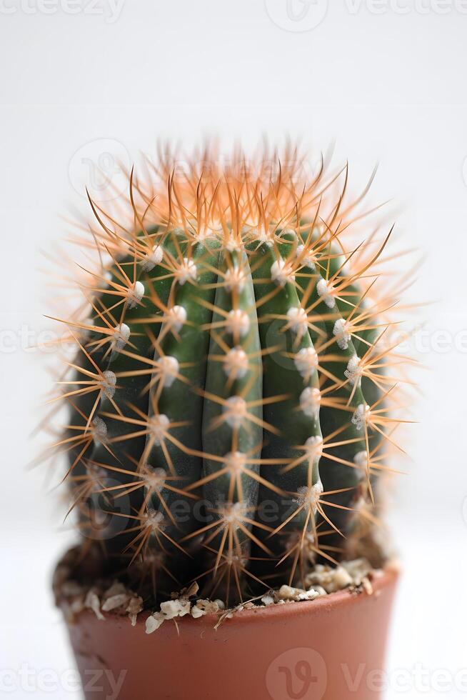 AI generated one round indoor plant cactus in pot on white background, neural network generated image photo