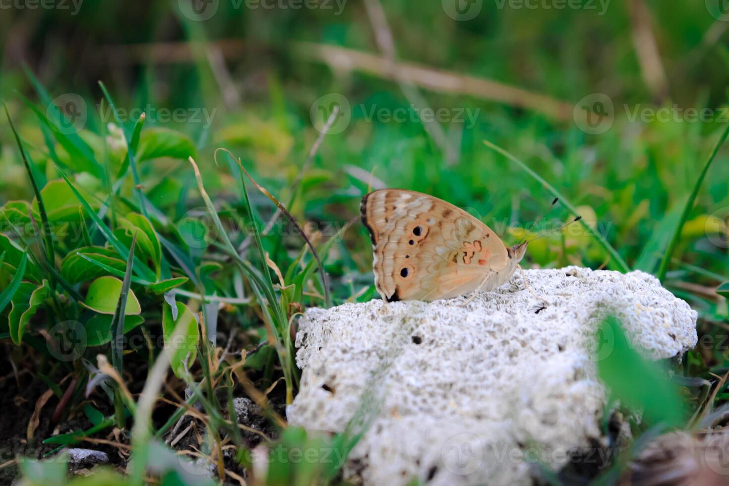 Beautiful colorful butterflies on small coral rocks in outdoor garden. photo