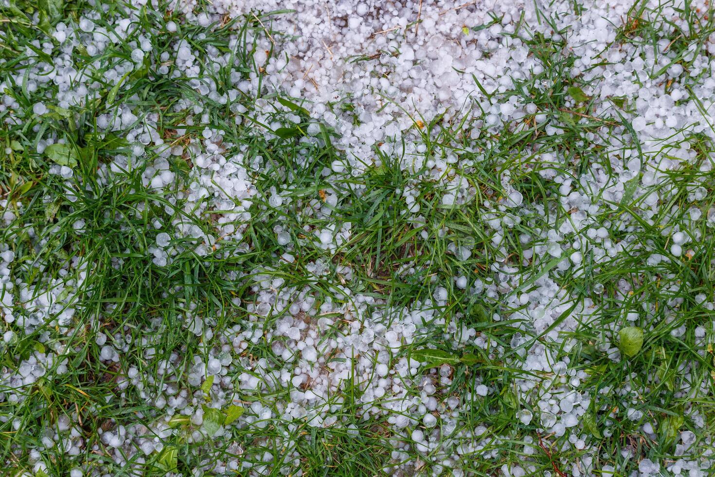 White ice hail on the green grass after summer storm photo