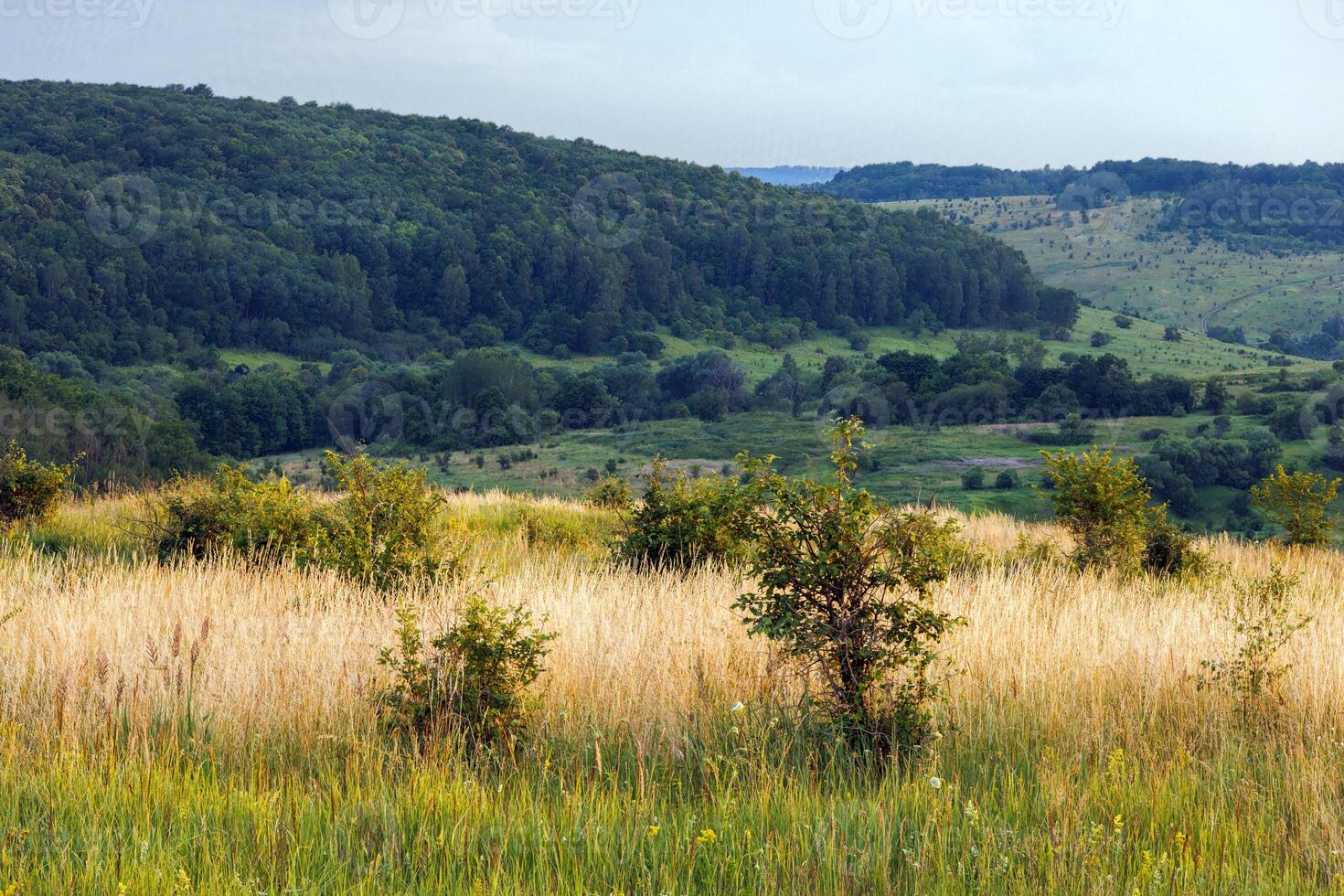 wild late summer field with tall dry grass and small trees with forest hills in the background photo