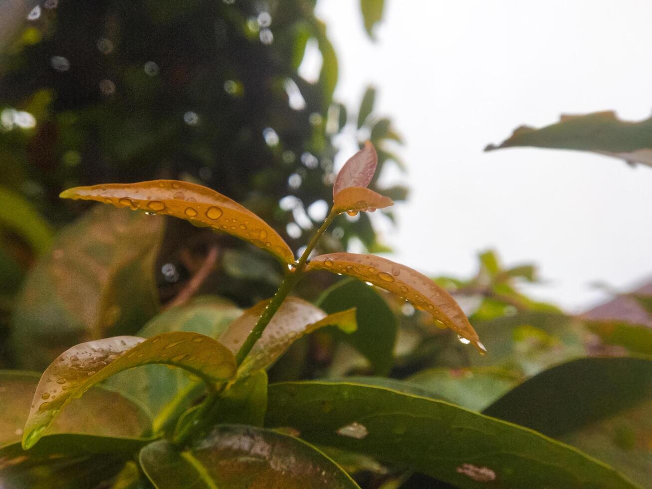 Green leaves wet from rainwater outdoors. photo