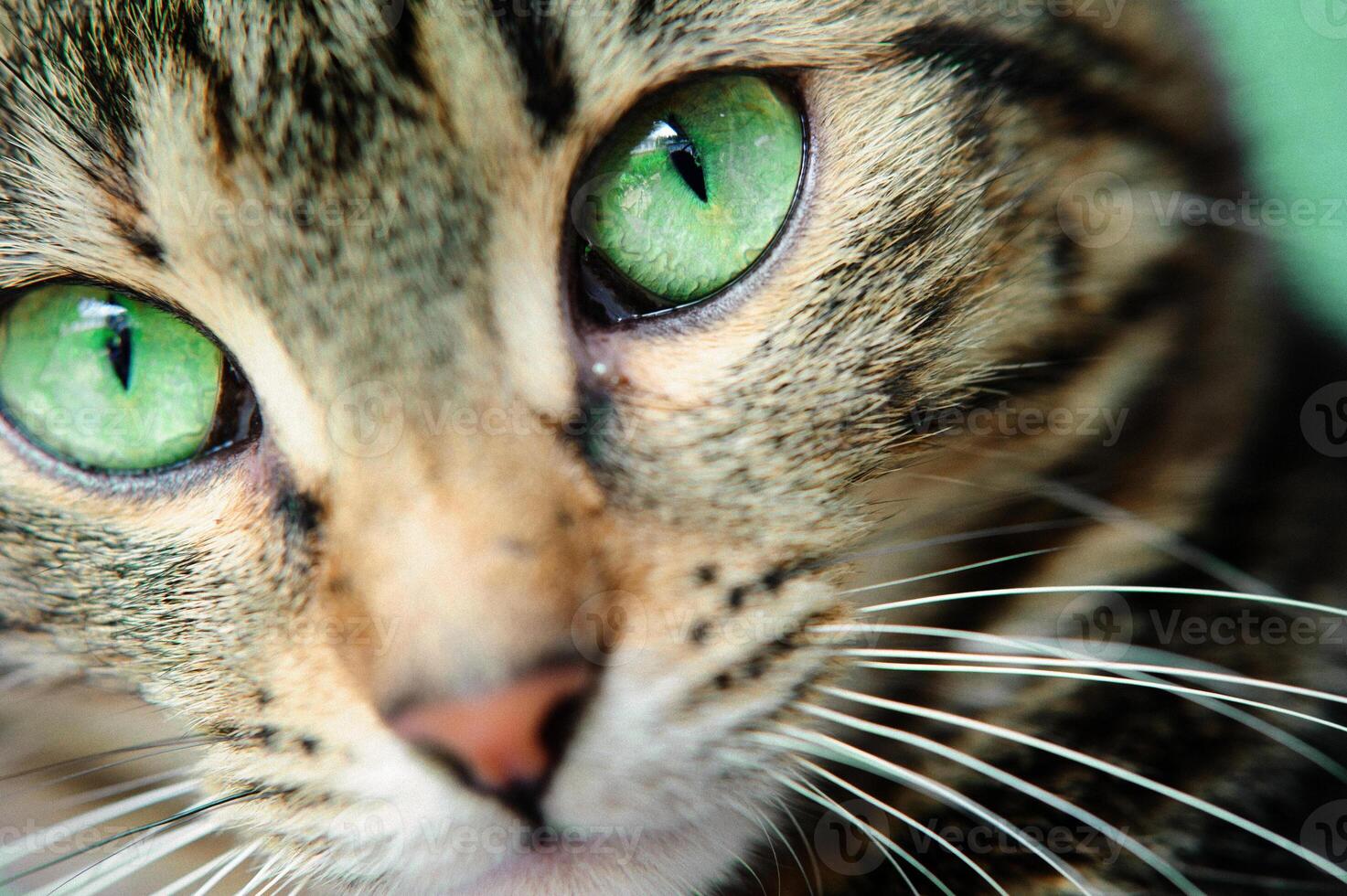 A macro shot of a young tabby cat's face. Focus on his gorgeous green eyes photo