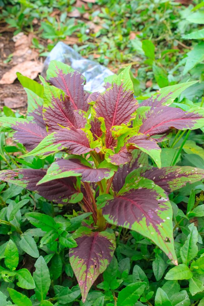 Leaves and flowers of crimson amaranth. Amaranthus is a cosmopolitan genus of annual or short-lived perennial plants. photo