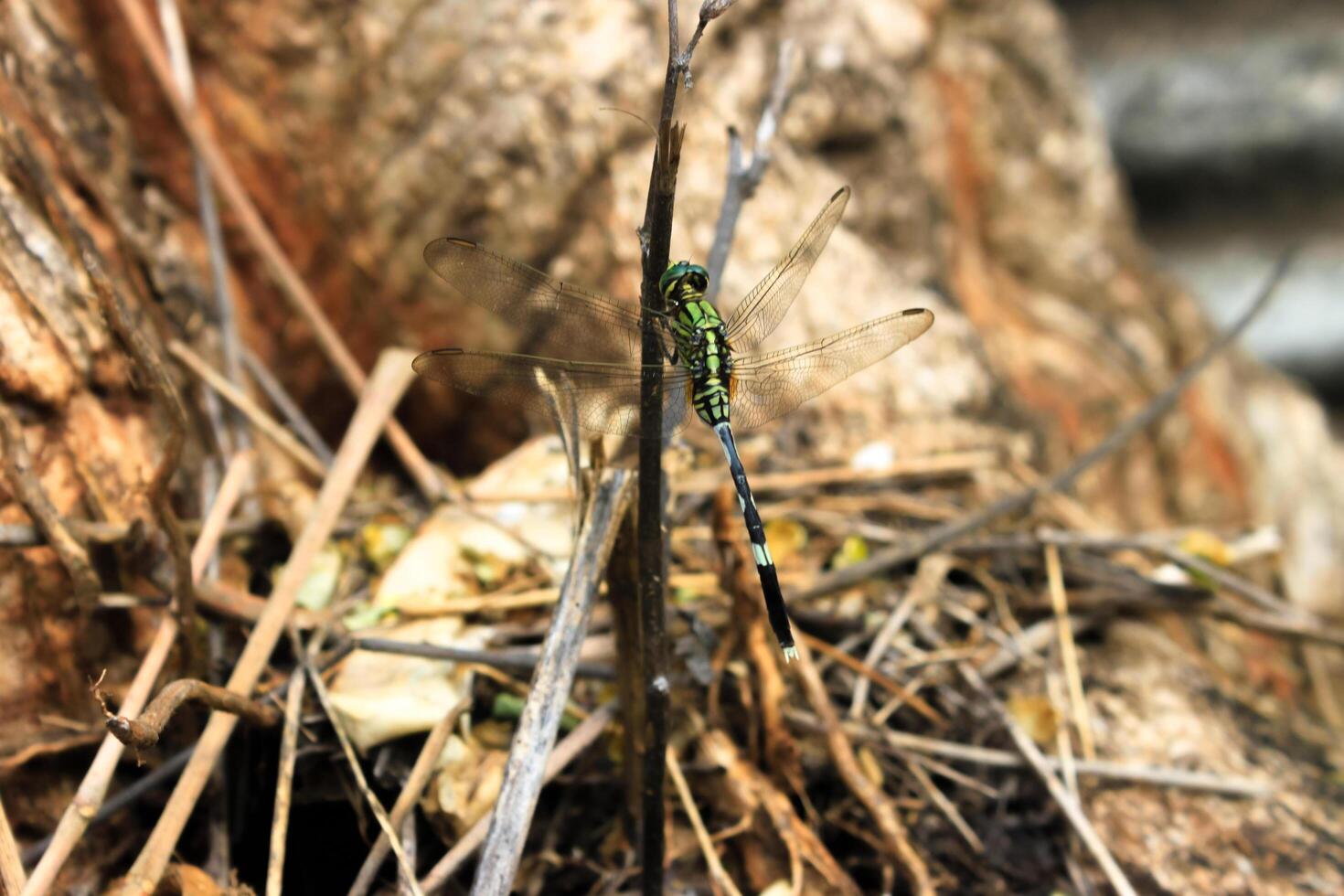 Closeup Green Dragonfly on a grass on the brown branch. A dragonfly known as the eastern alights on a small branch. photo