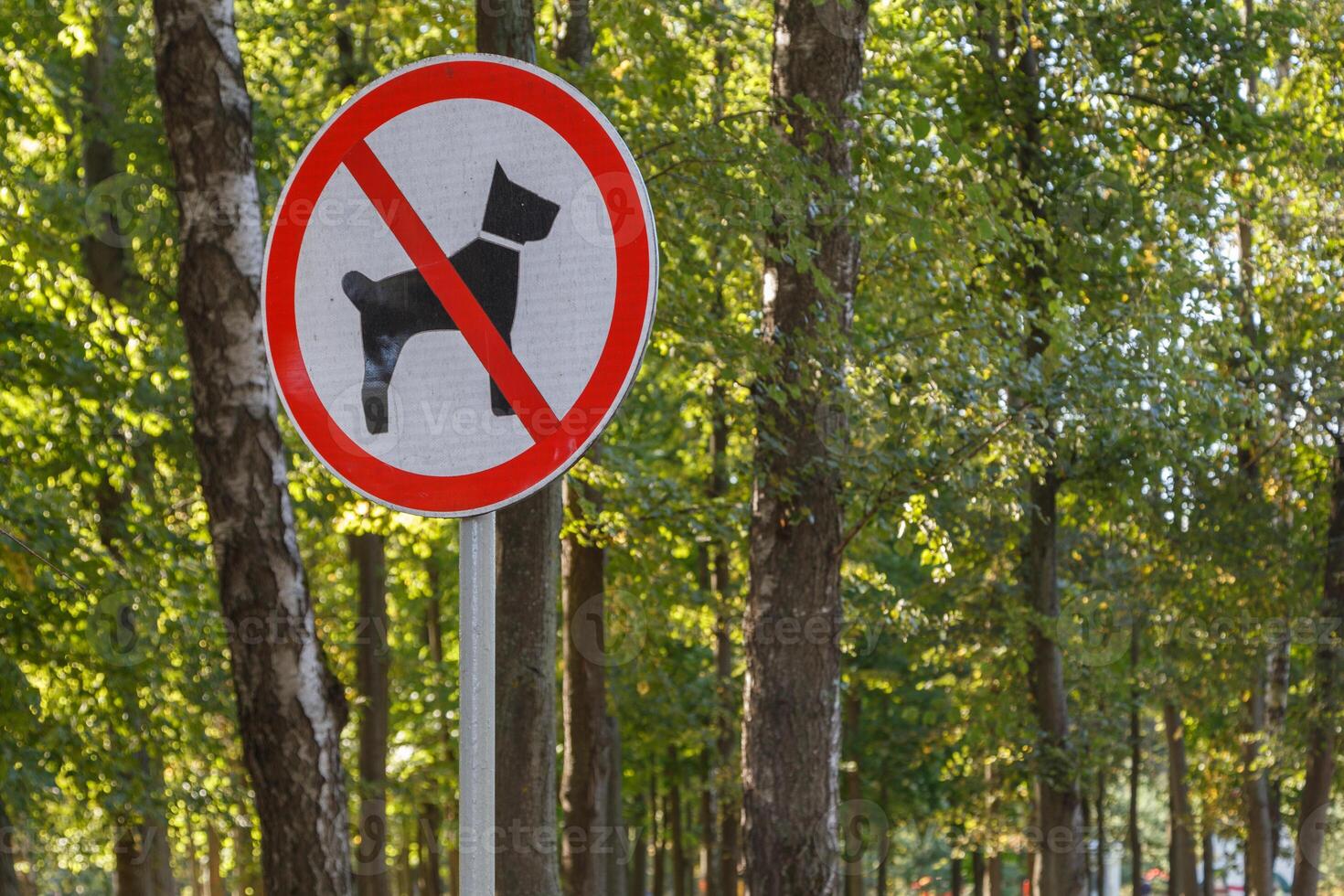 no se permiten perros firmar en el poste en el bosque del parque verde de verano - primer plano con enfoque selectivo y desenfoque de fondo foto