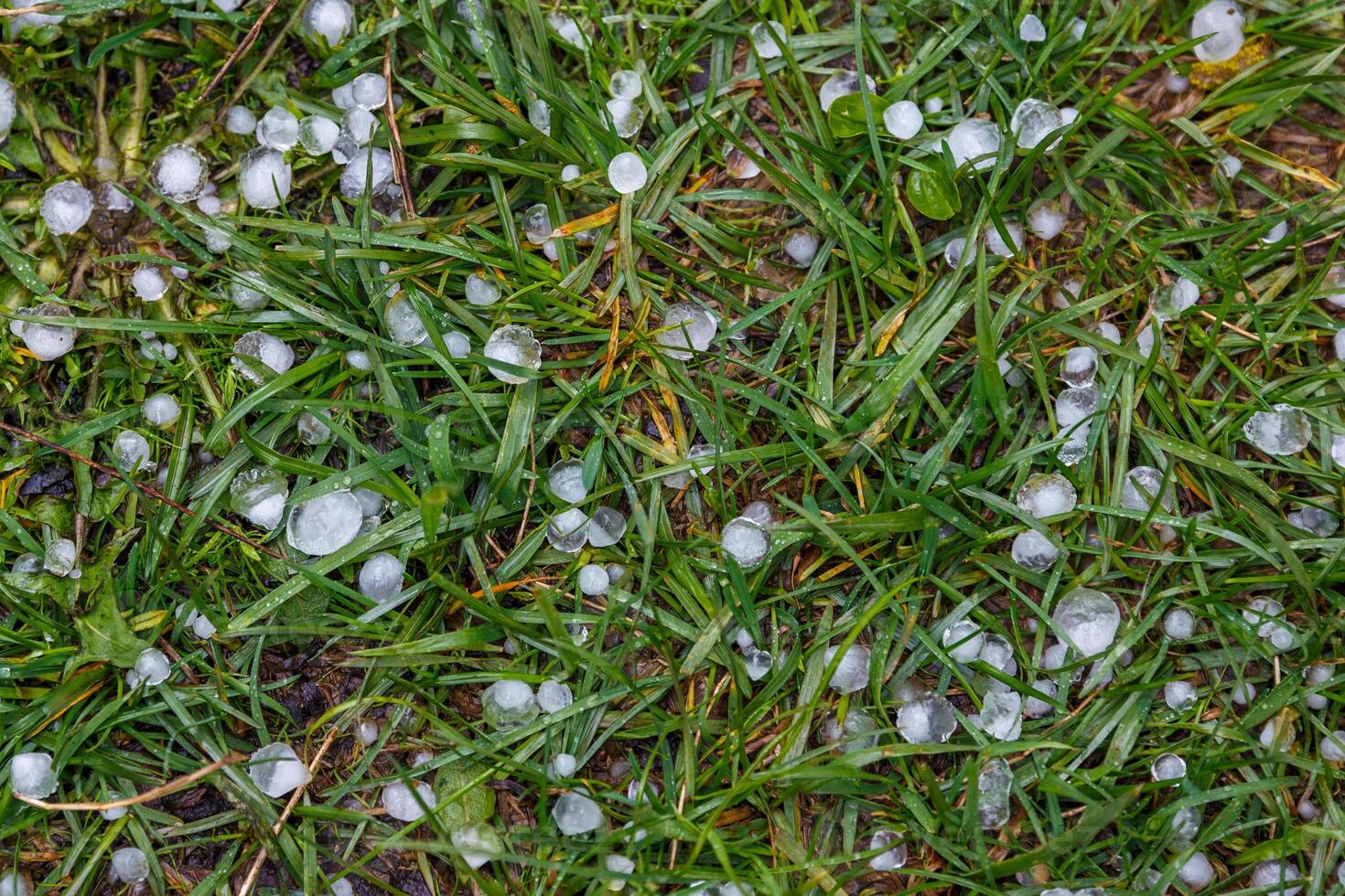 White ice hail on the green grass after summer storm photo