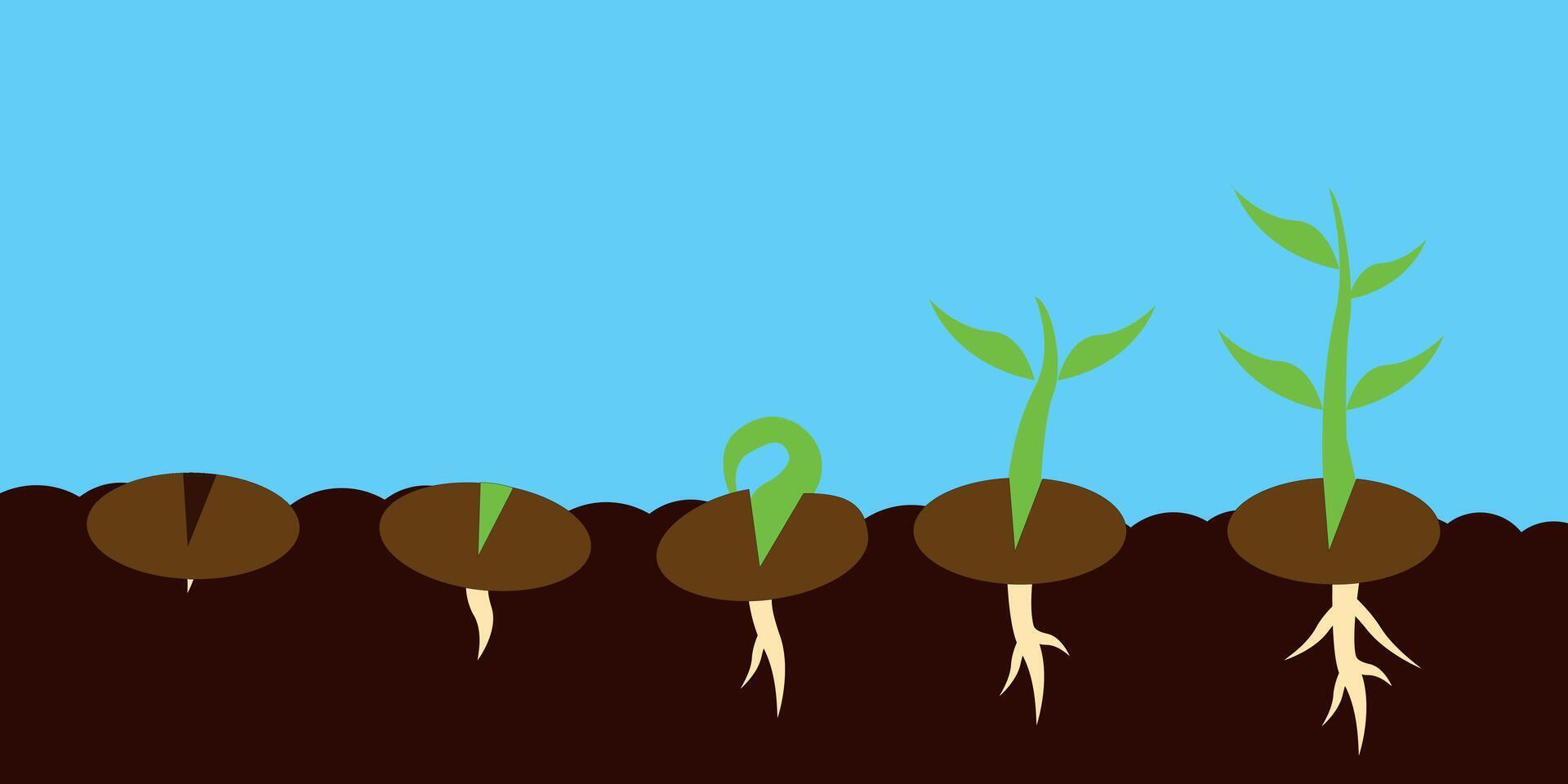 Plant seed germination process stages. Vector illustration