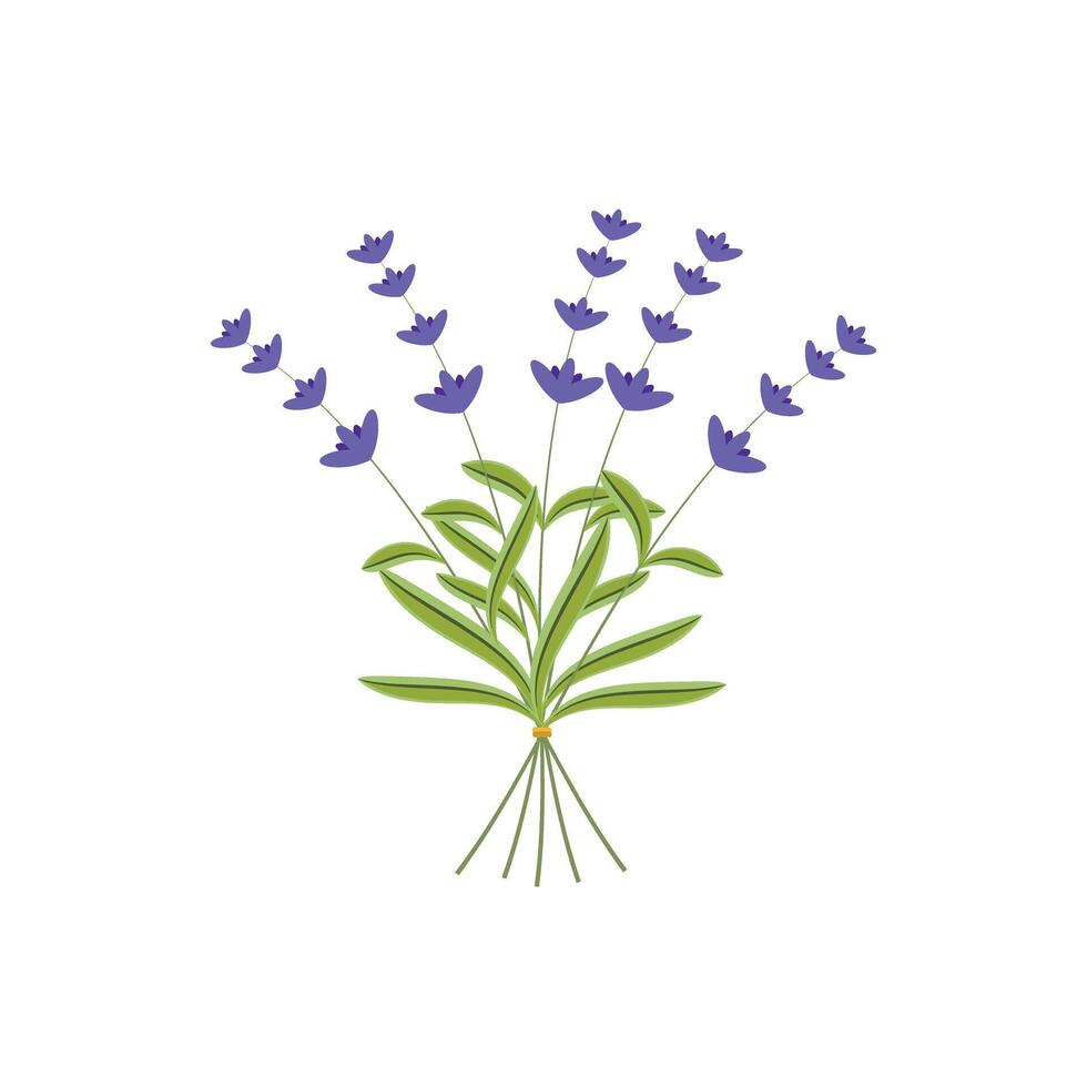 Lavender plant flowers bunch icon, isolated on white background. Vector illustration
