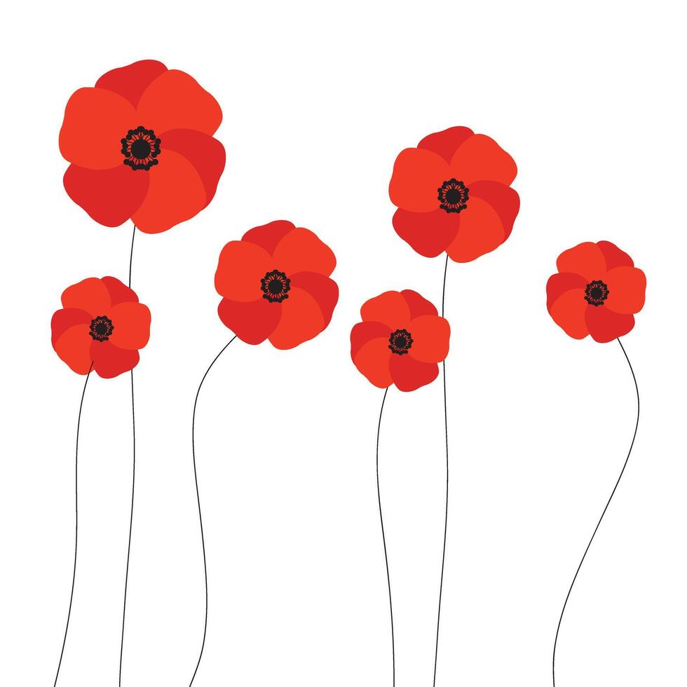 red poppies flowers growing isolated on white background. Vector illustration.