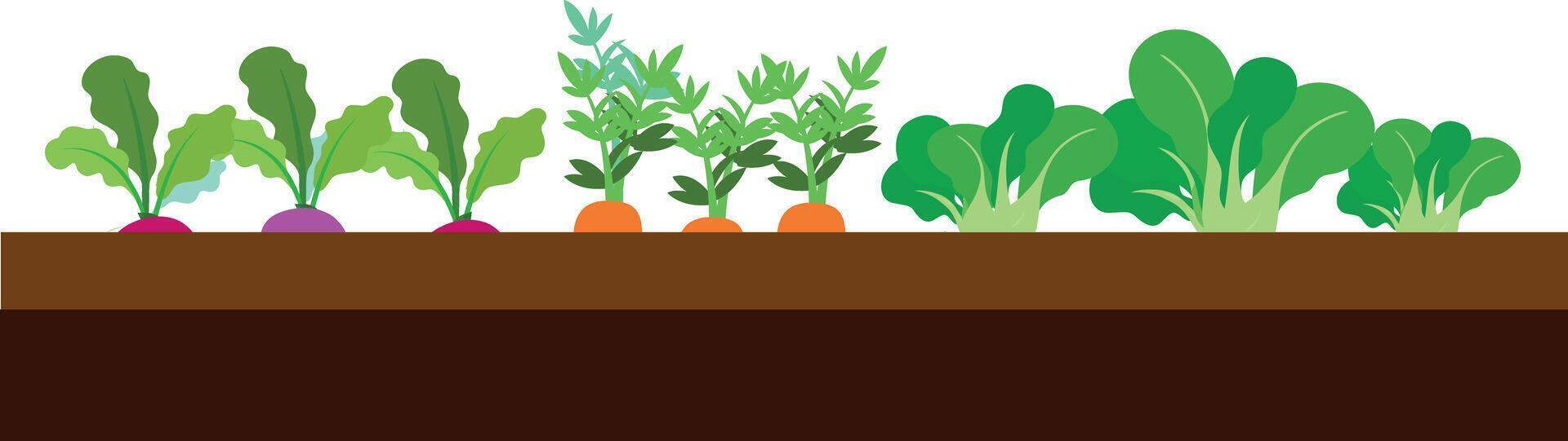 Vegetables growing on path vector