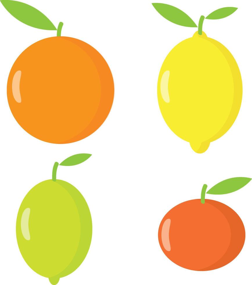 Citrus whole fruits, orange, lemon, lime and mandarin. Vector illustration