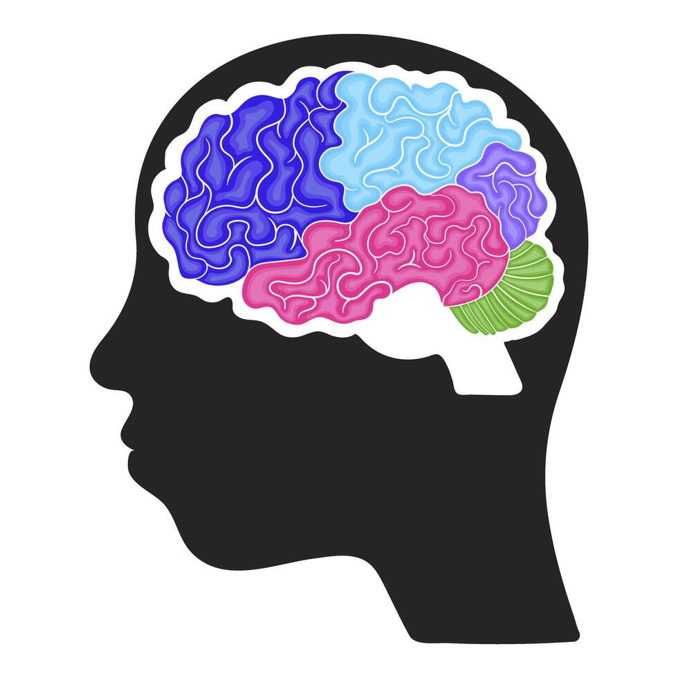 Colorful brain structure infographic for kids in cartoon style vector