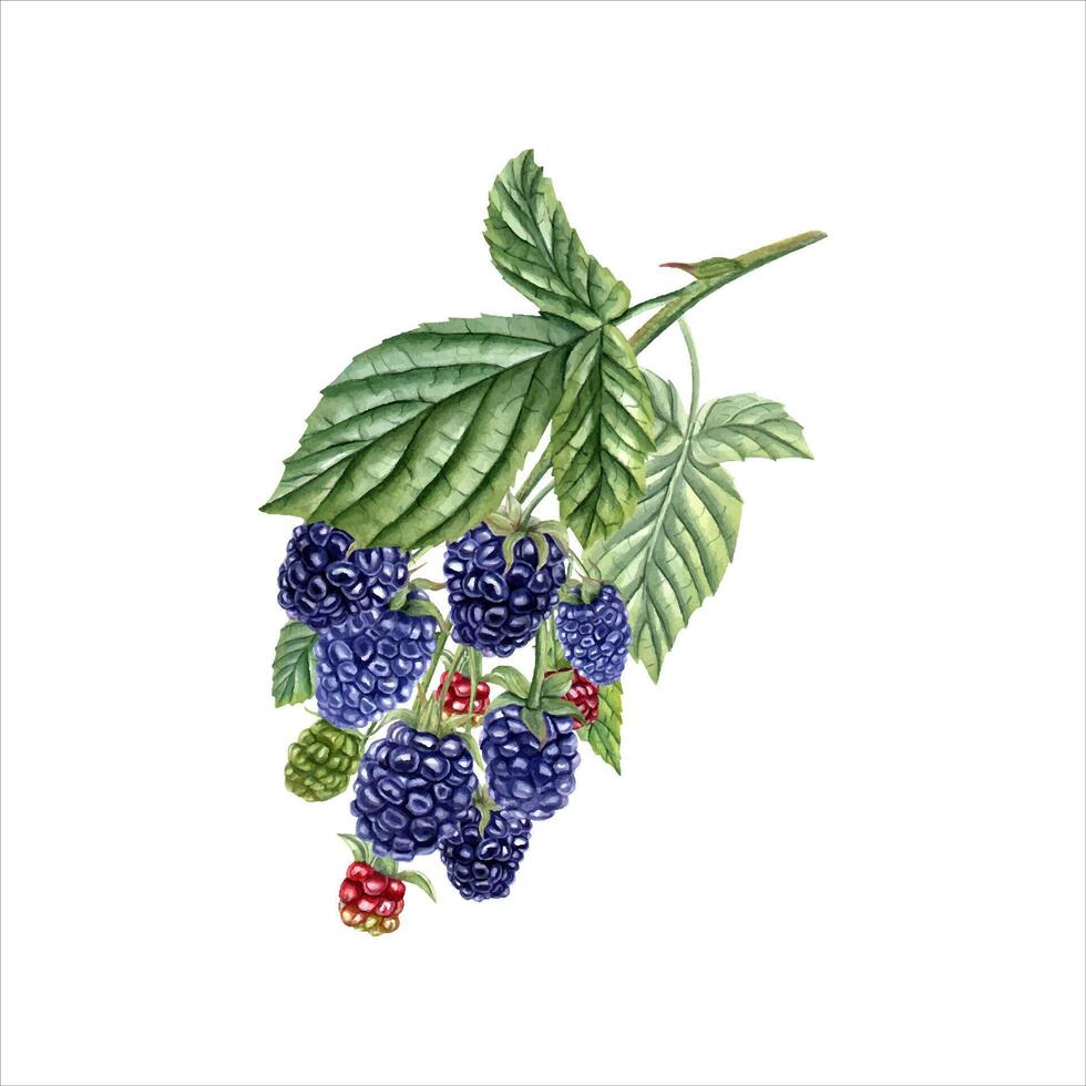 Bramble branch. Ripe and unripe Blackberry with leaves. Forest and garden berries. Dewberry. vector