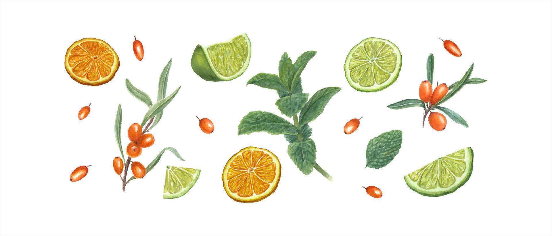 Orange, lime slices, sea buckthorn berries. mint leaves. Citrus fruit, forest berries, aromatic herb vector