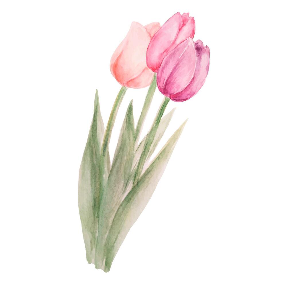 Watercolor Colorful Tulip Bouquet vector