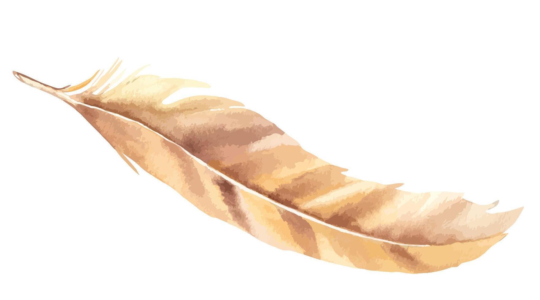 Pale brown, beige feather isolated on white background, watercolor hand drawn illustration. For decoration, cards and textile prints. vector