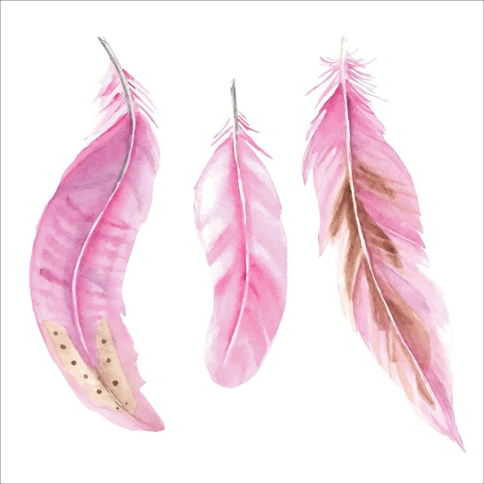 Pink feathers isolated on white background, watercolor hand drawn illustration. For decoration, cards and textile prints. vector