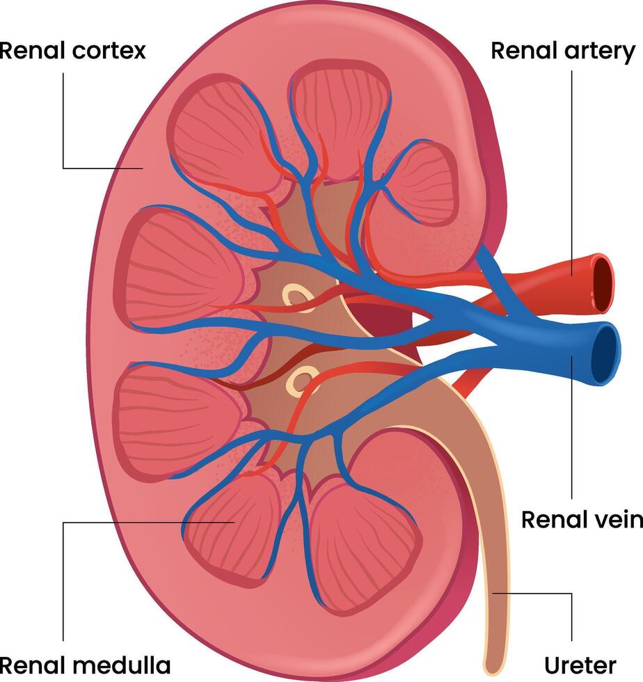 ilustración de riñón estructuras diagrama vector