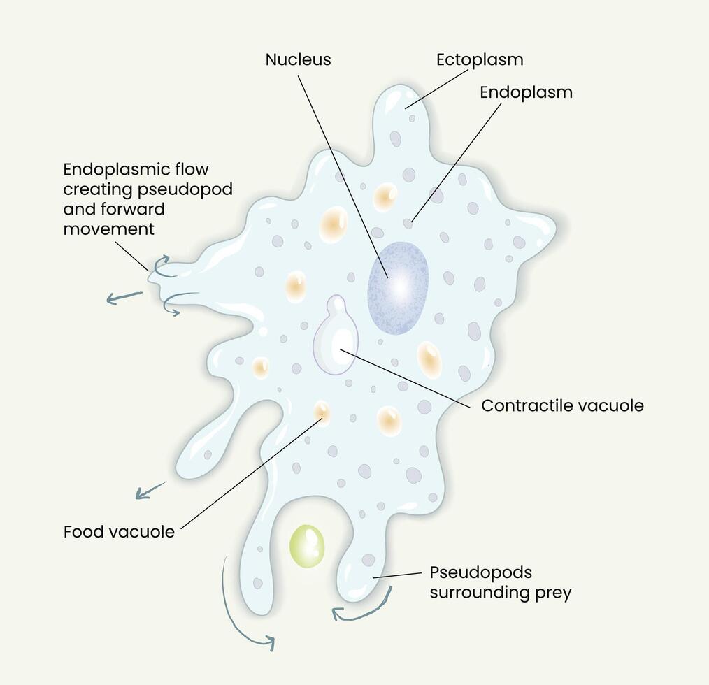 illustration of amoeba anatomy diagram vector