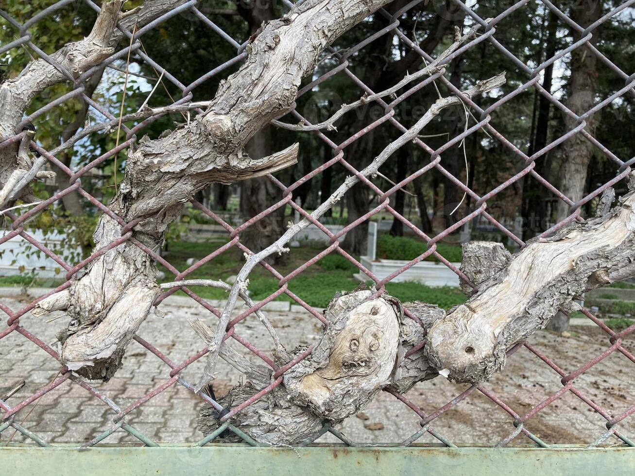 A tree sprouted through the chain-link fence of the old Turkish cemetery photo