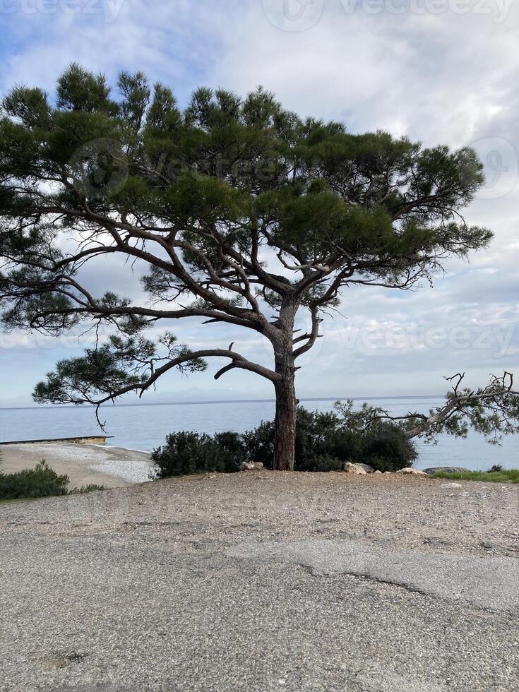 A sprawling tree near the road on the shore of the blue sea photo