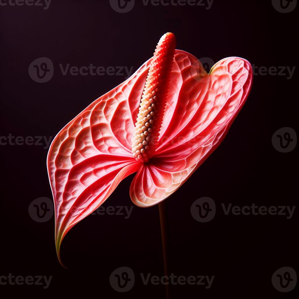 AI generated Anthurium isolated on black background. Flowers and plants in spring. photo