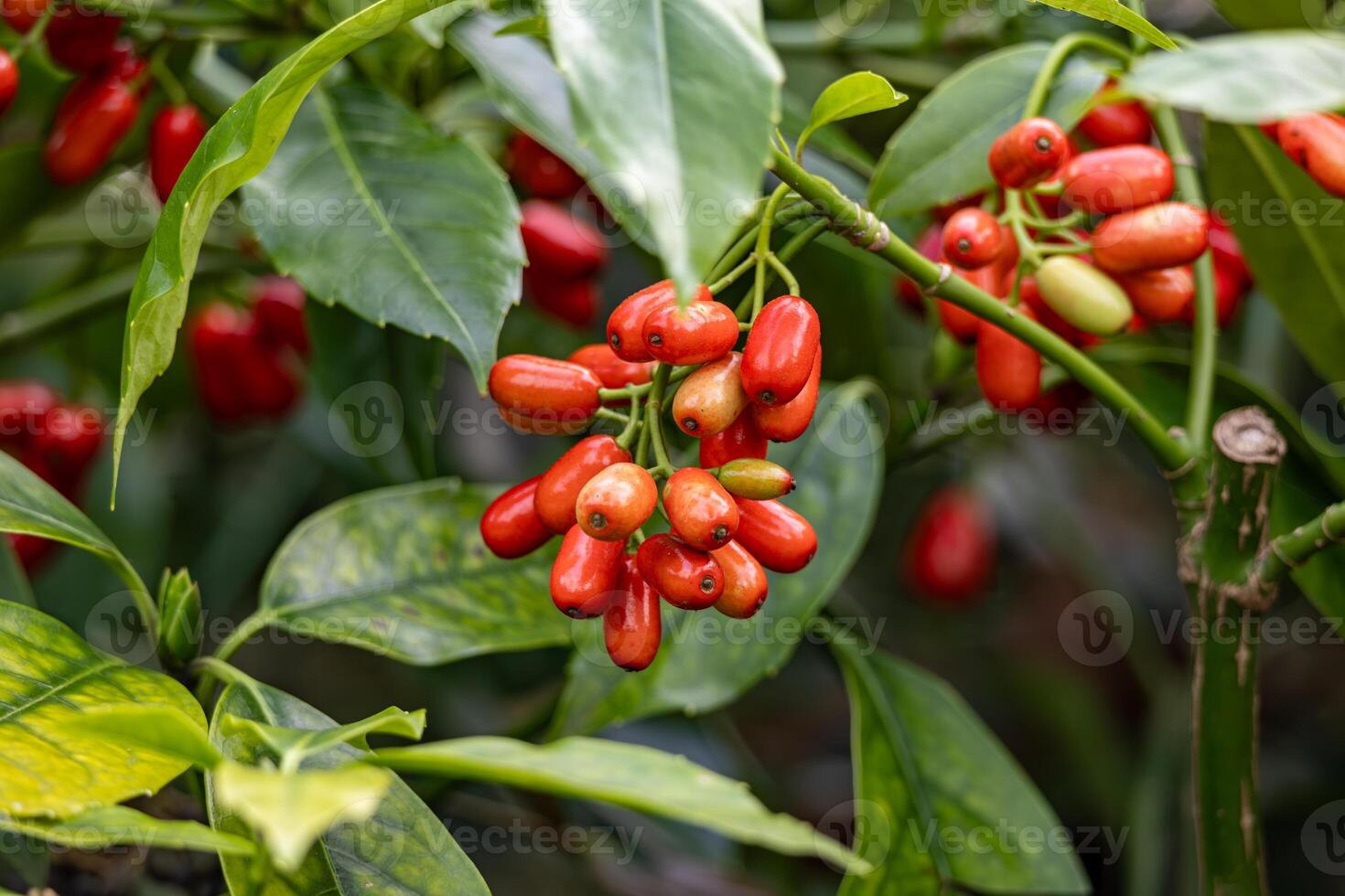 vibrante rojo cornalina cerezas madurez en un verde rama en luz foto