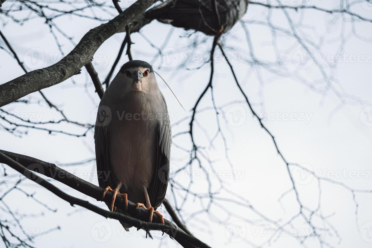 A bird sitting on a branch photo