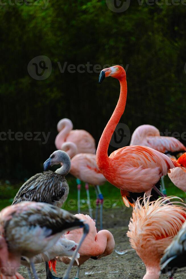 Beautiful flamingos walking in the water with green grasses background photo