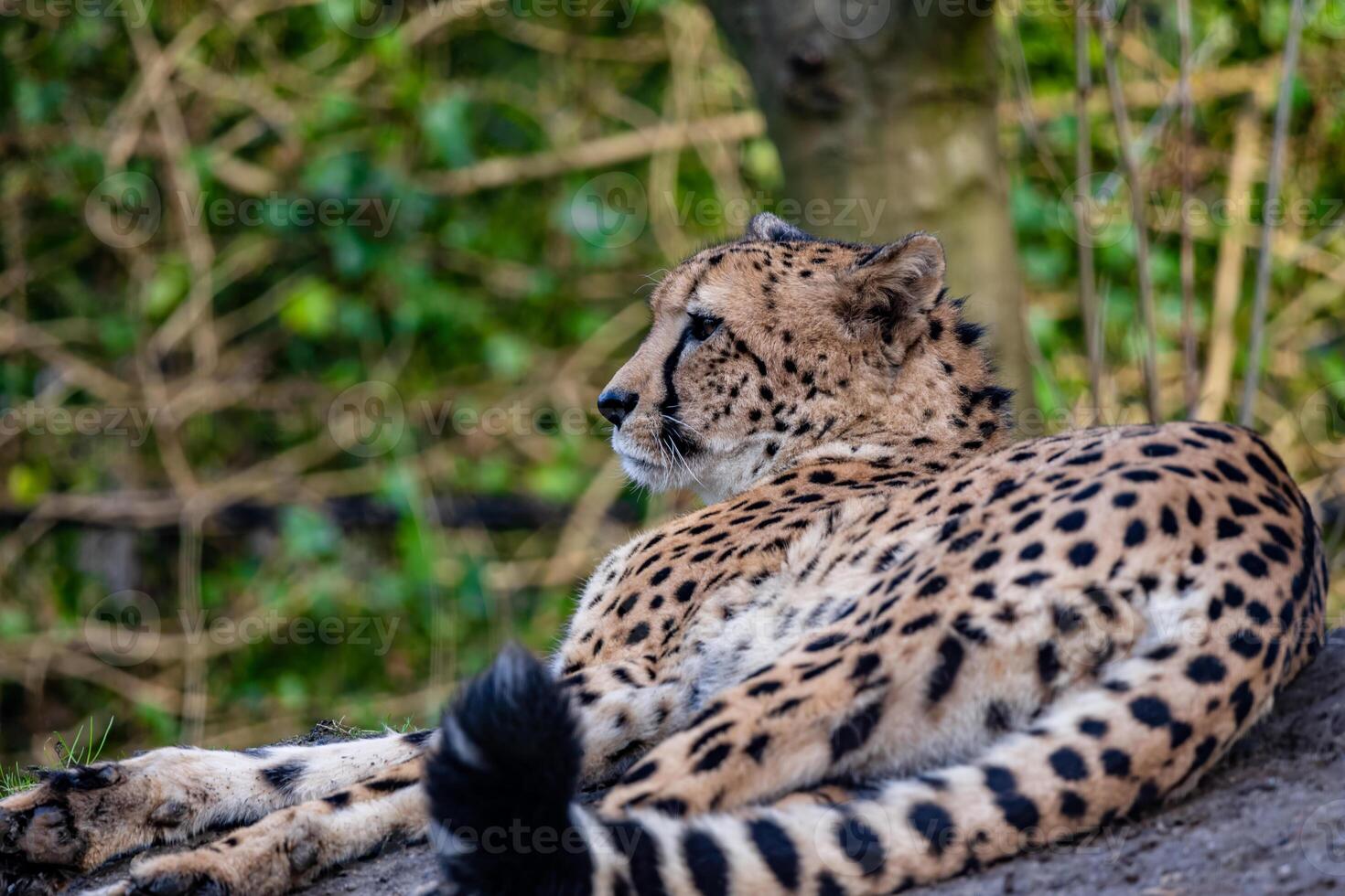 retrato de un leopardo acostado en parte superior de un Roca foto