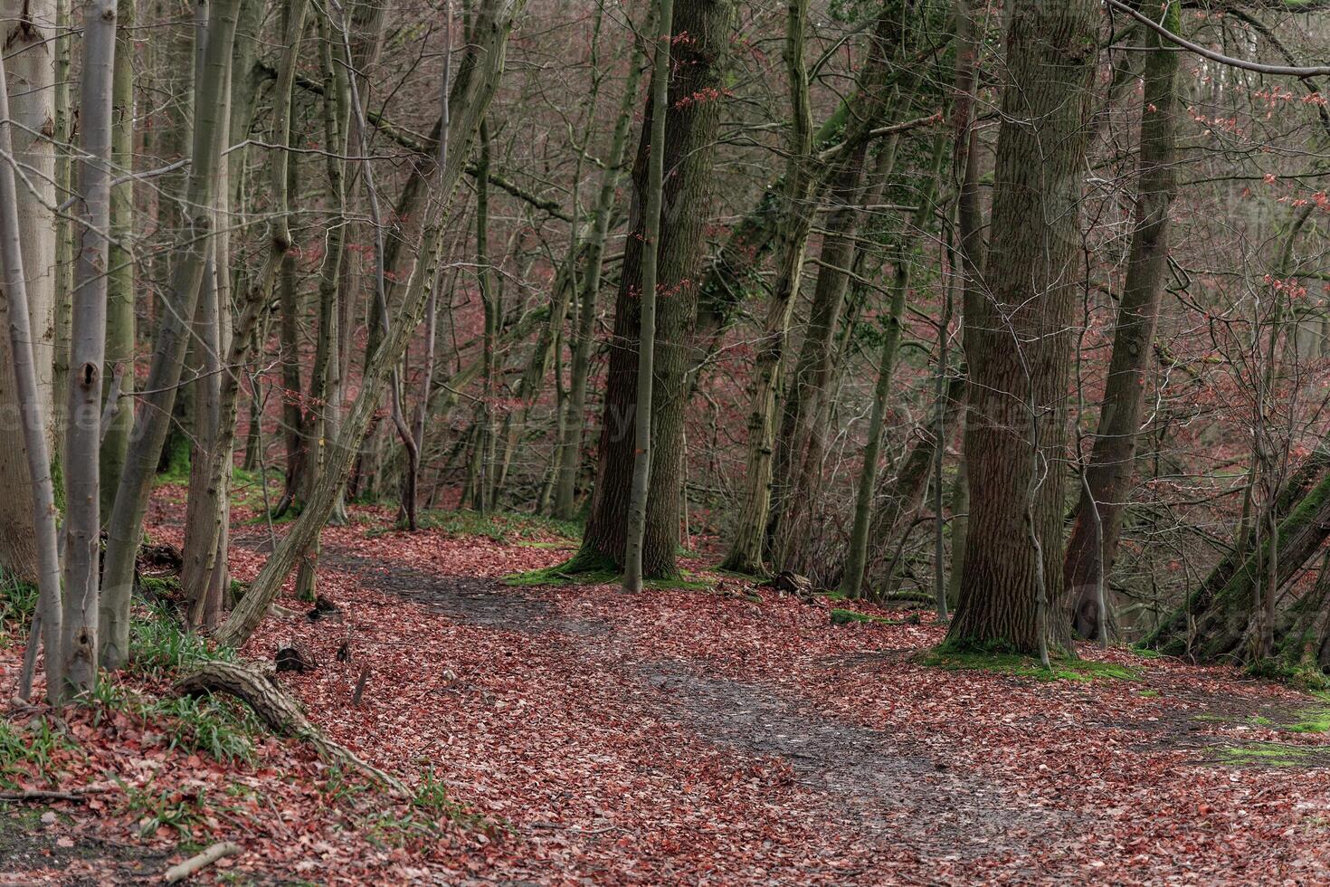 escénico ver de un ruta en un bosque en un otoño día foto