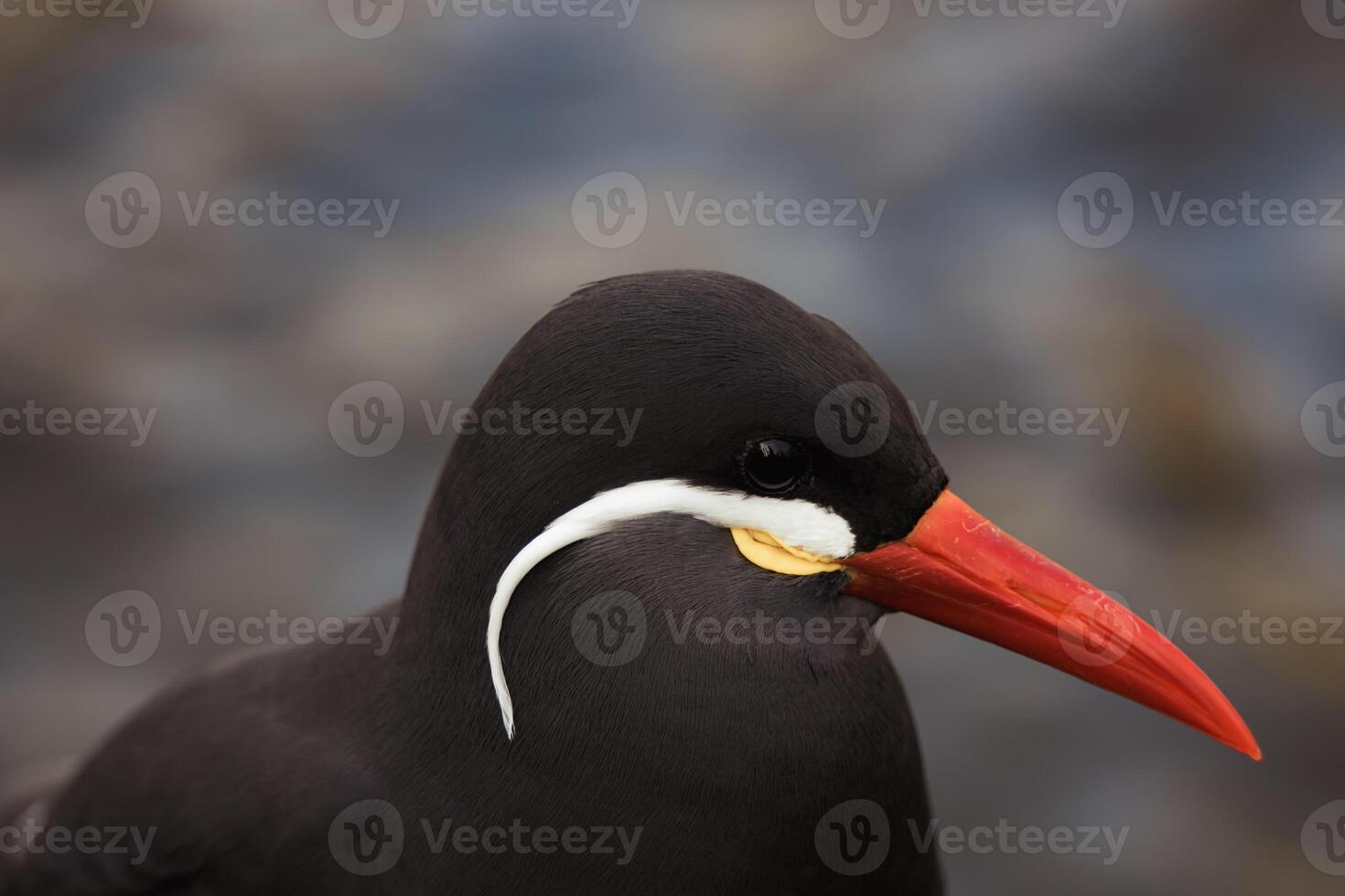 Close-Up Portrait of a Black Inca Tern With a Distinctive Red Beak and White Mustache photo