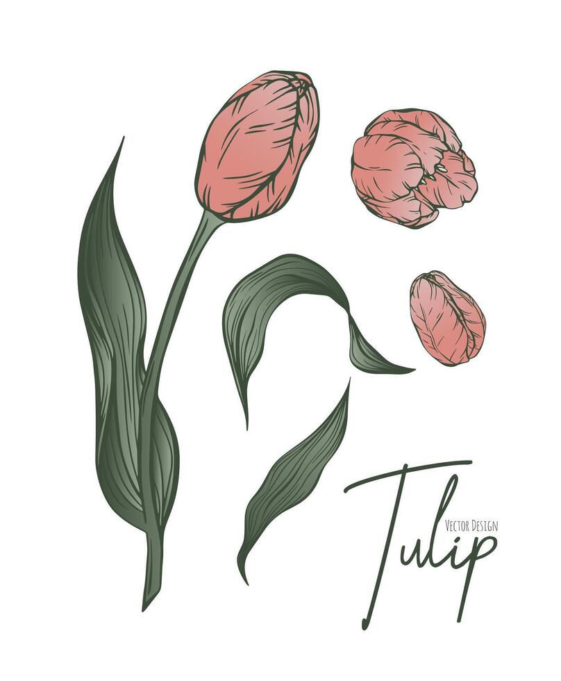Botanical set line illustration of tulip flowers for wedding invitation and cards, logo design, web, social media and poster, template, advertisement, beauty and cosmetic industry. vector