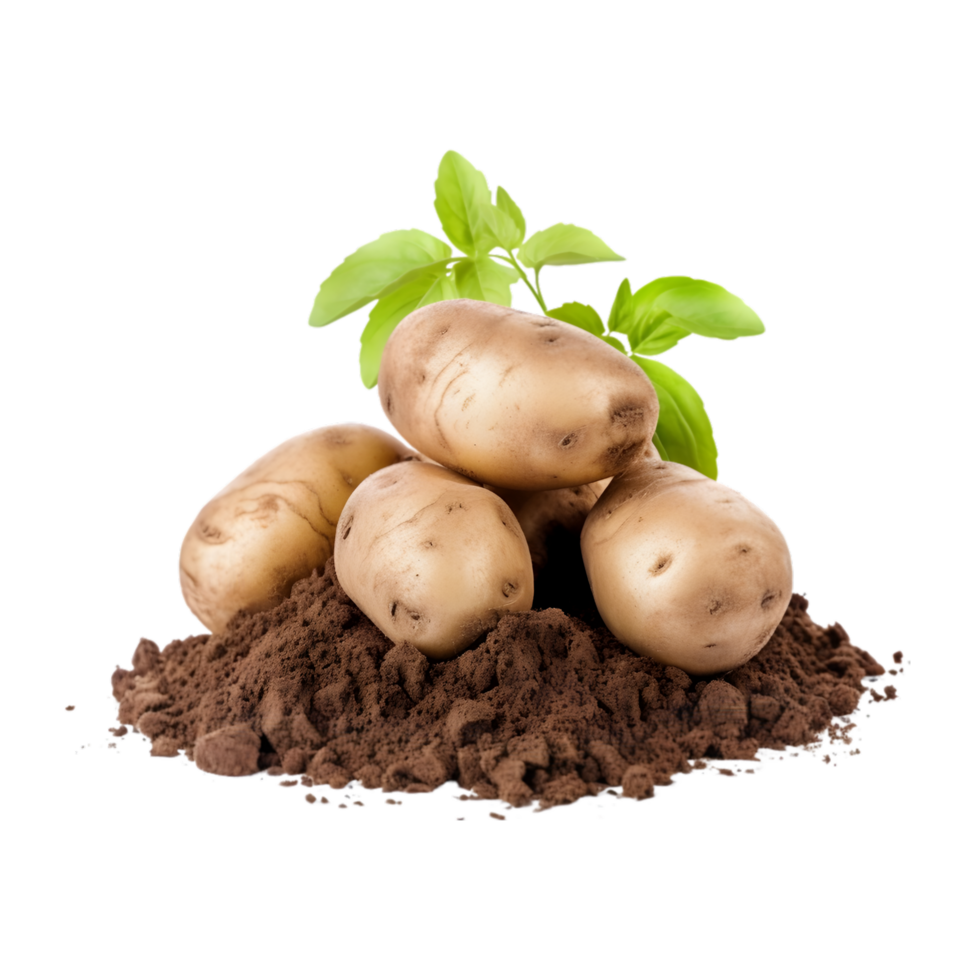 AI generated Potato with soil on transparent background PNG image