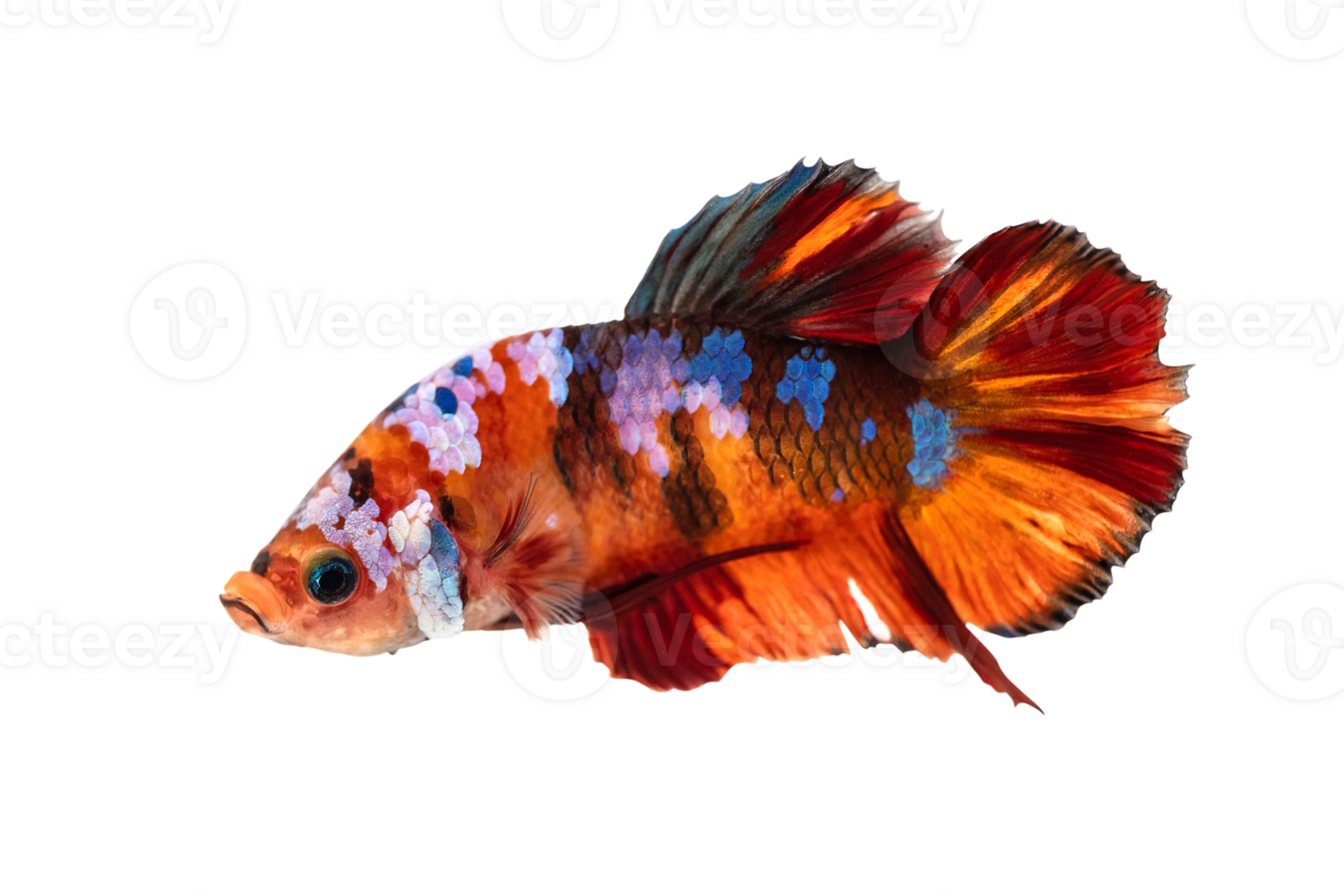 Fighting Fish, The moving moment of Betta Siamese fighting fish, Big ears orange nemo fish pattern, Short fin fighting fish isolated on transparent background. PNG File