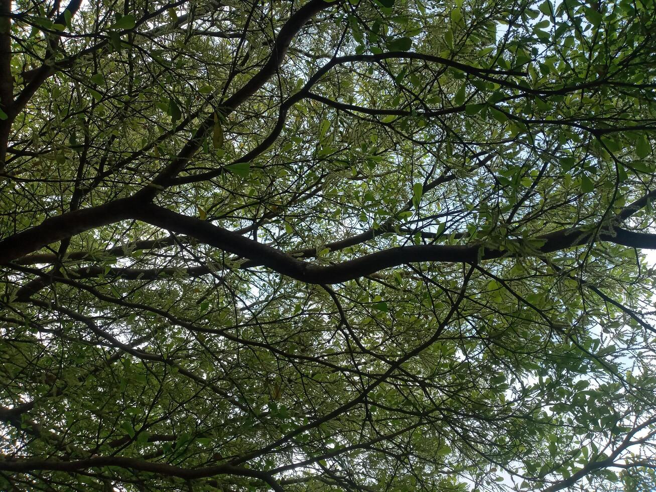 Leaf in tree photo