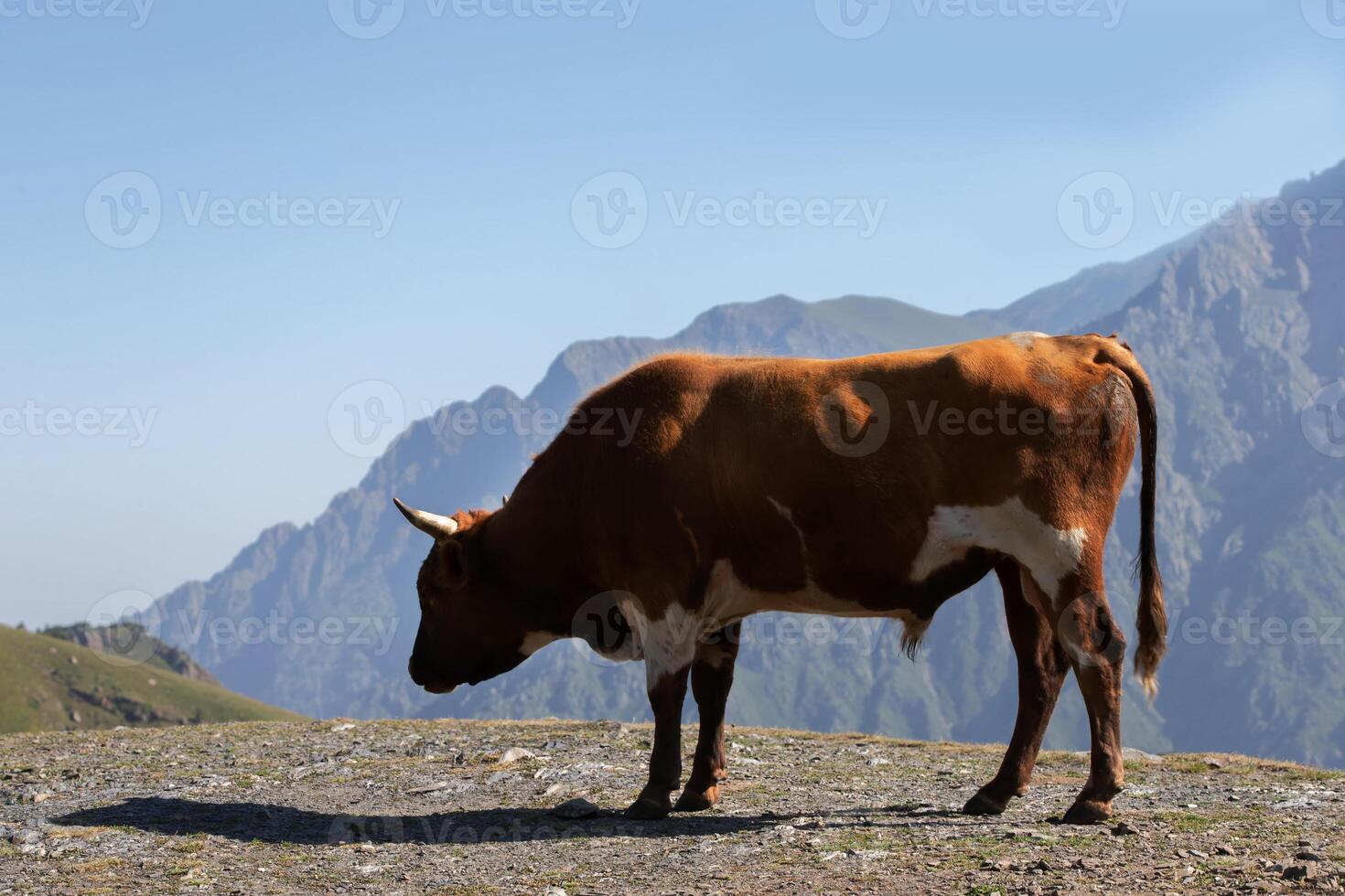 A cow in a mountainous area breeds alone. photo