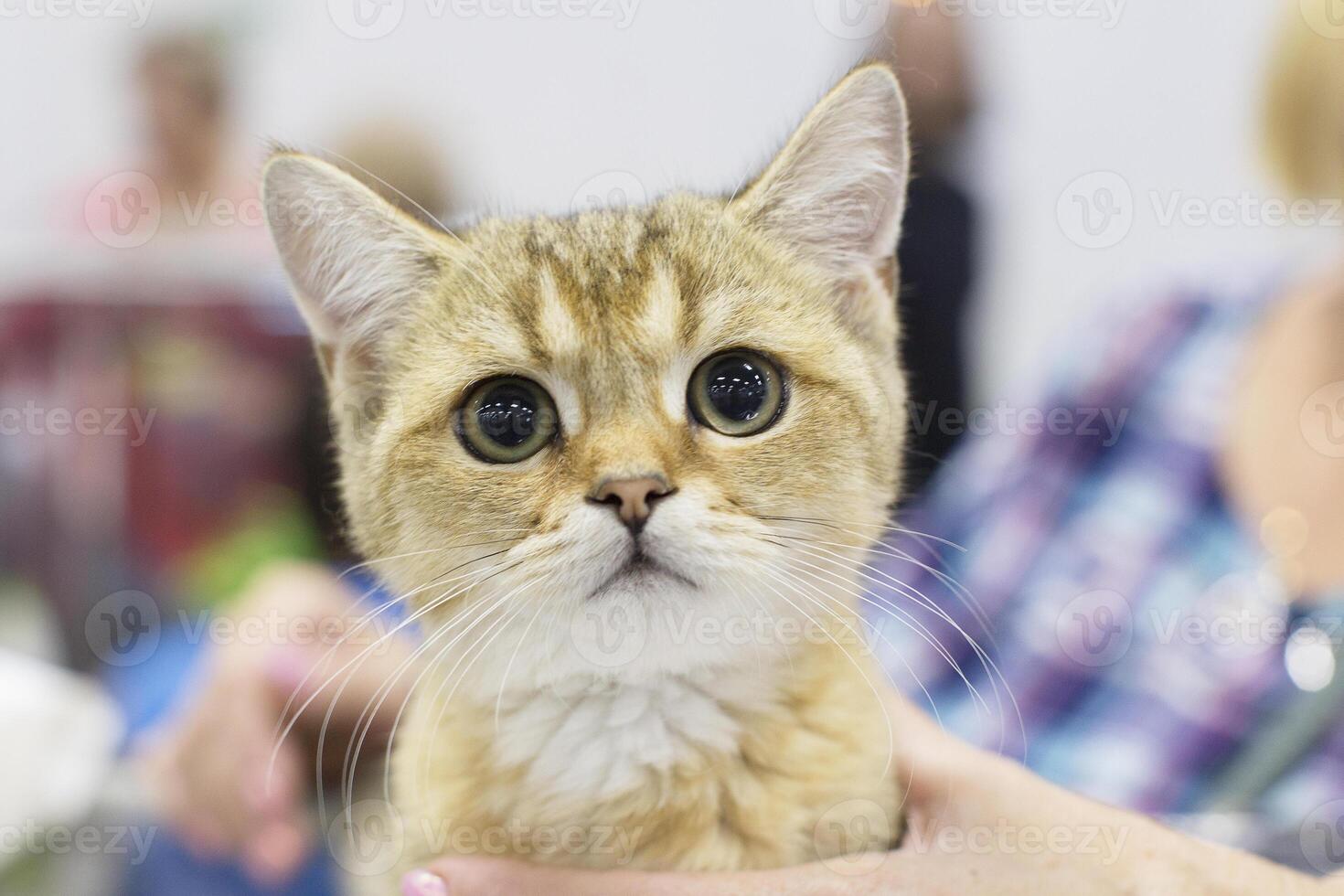 jengibre gatito con enorme ojos foto