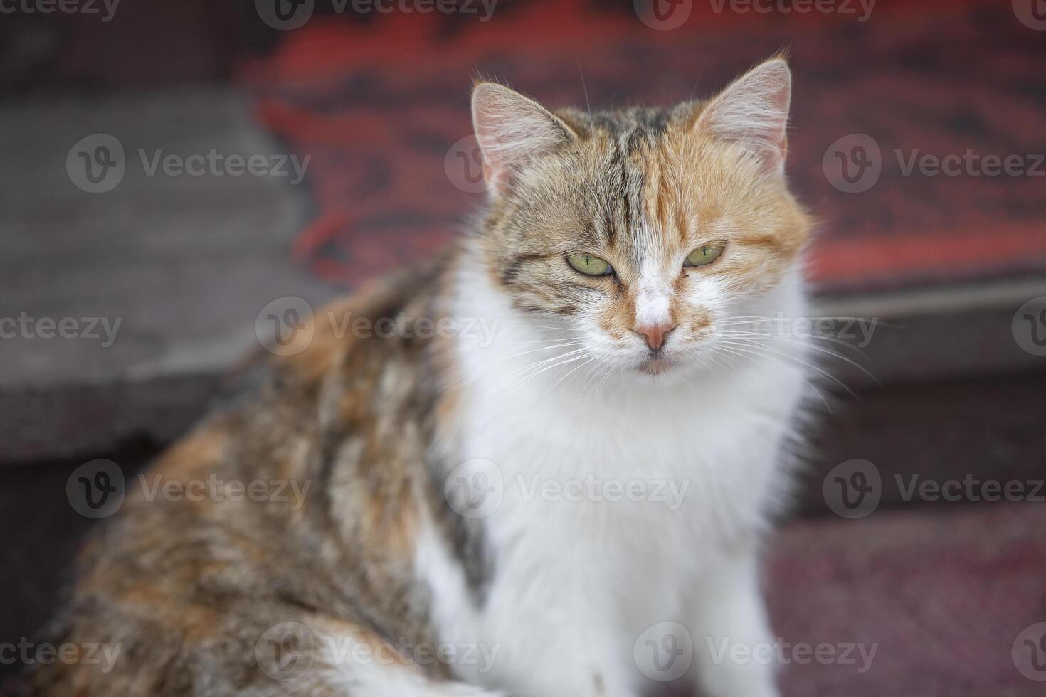 un maravilloso mestizo gato se sienta en un alfombra y mira a el cámara con amarillo ojos. ella quiere a ser acariciado y compadecido. foto