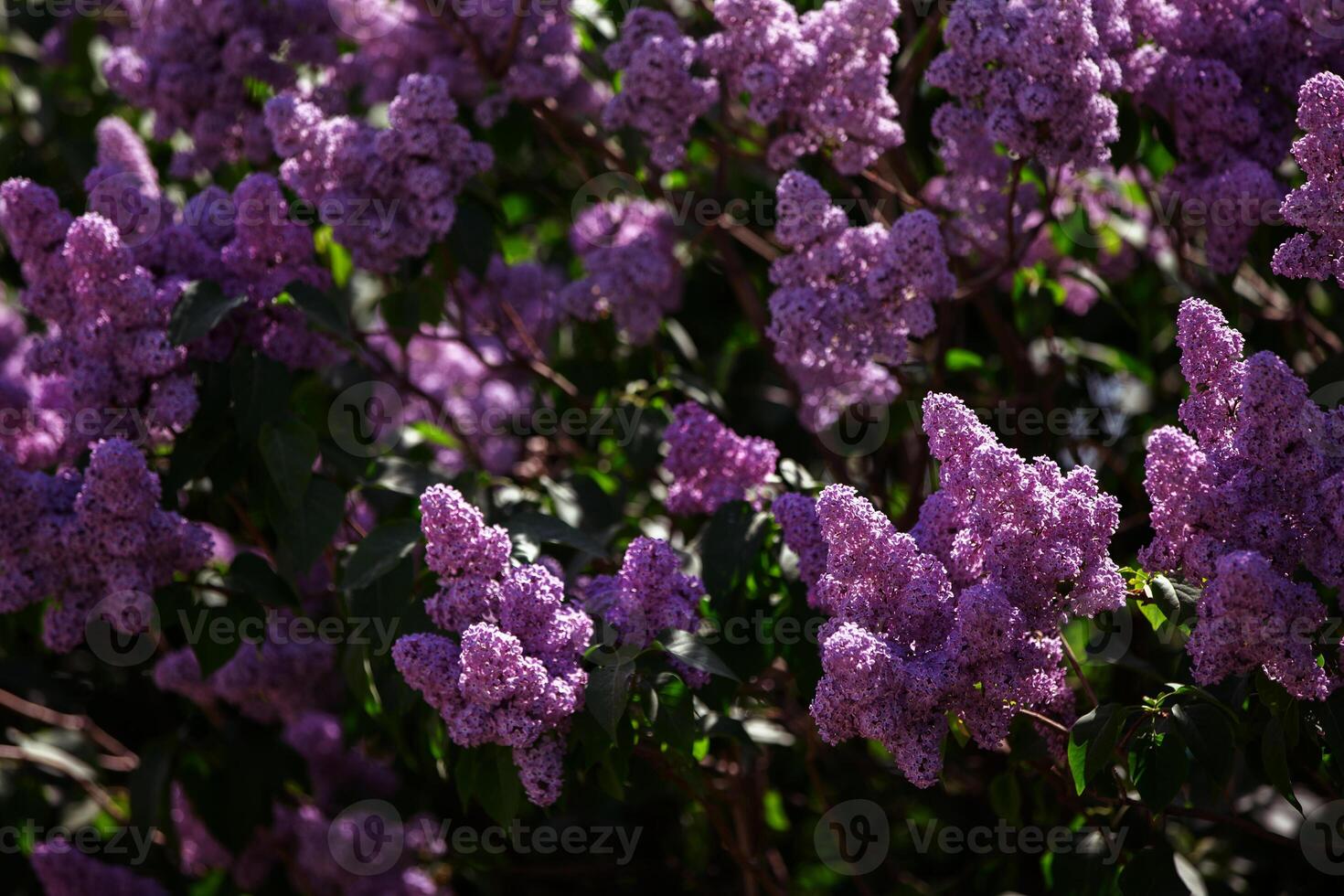 Branches of abundantly blooming lilacs in spring. photo
